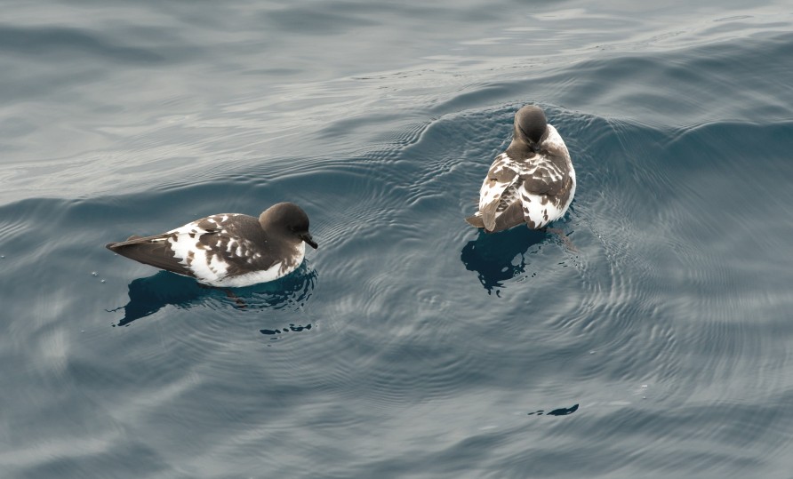 Kaikōura marine birds, Cape Petrel.