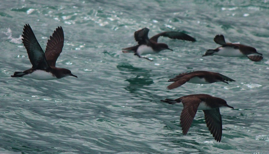 Kaikōura marine birds, Hutton Shearwaters.