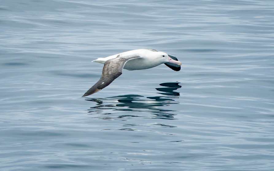 Kaikōura marine birds. A royal albatross skimming the surface of the ocean water