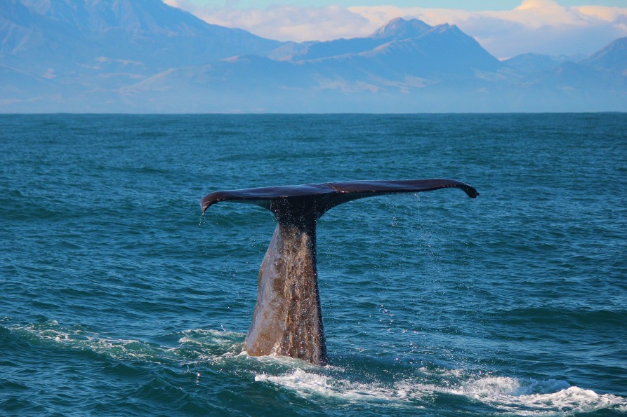 "" Semi resident sperm whale Tutu