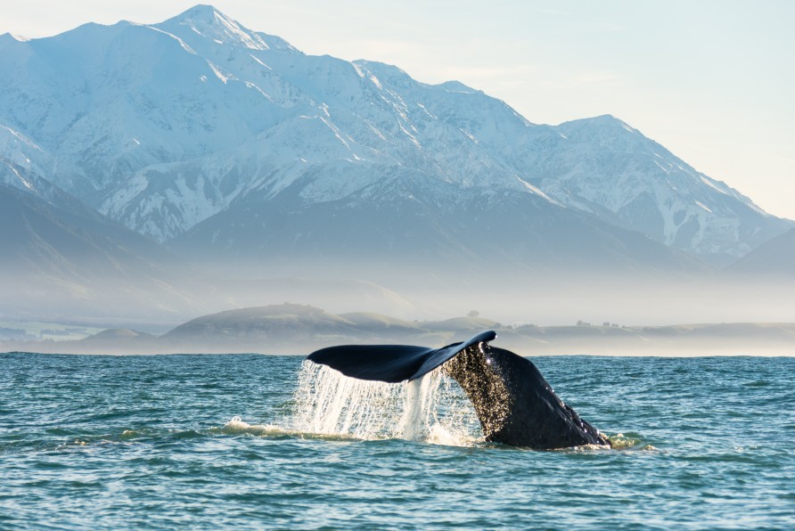 "" Whales Tale Mountain 3 of 4
