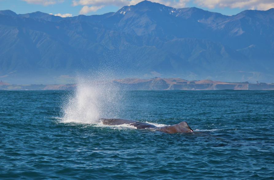 Watch Online Free Sperm Whales