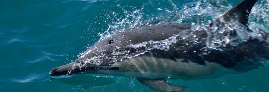 Common dolphin Allan