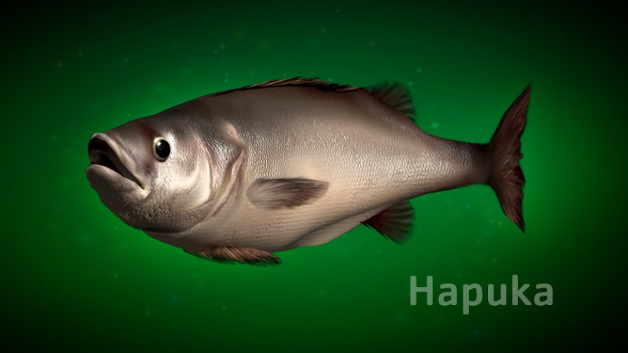 Hapuka fish. Kaikōura, New Zealand marine life.