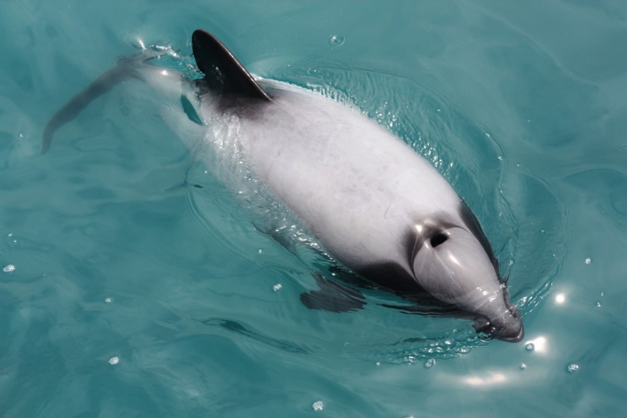 Hectors Dolphin. Kaikōura, New Zealand marine life.