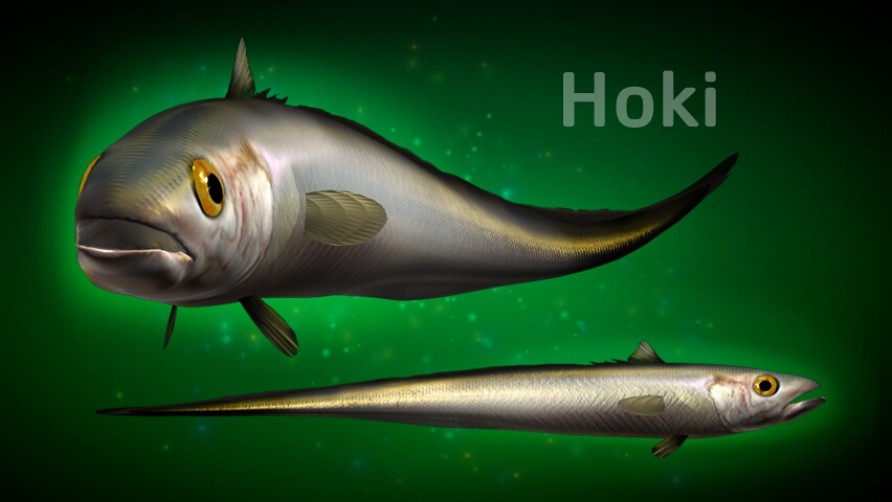 Hoki fish. Kaikōura, New Zealand marine life.