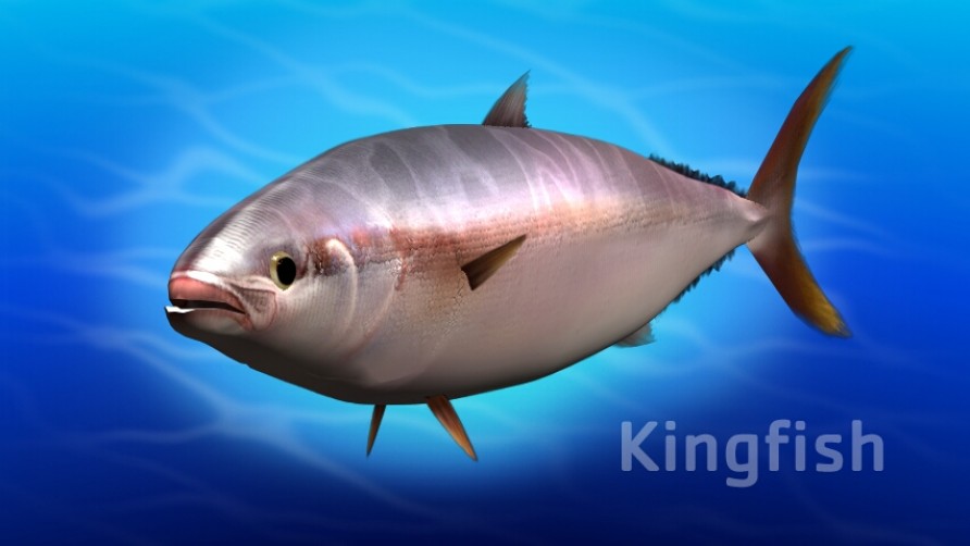 Kingfish. Kaikōura, New Zealand marine life.