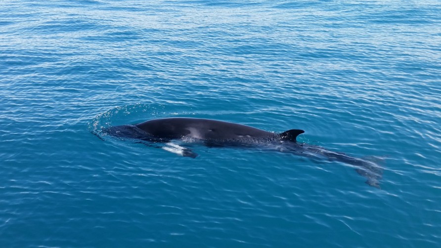 Minke Whale