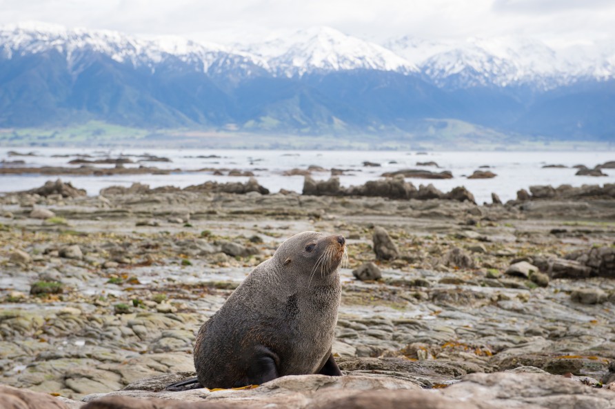 New Zealand fur seal a Point Kean, Kaikōura.