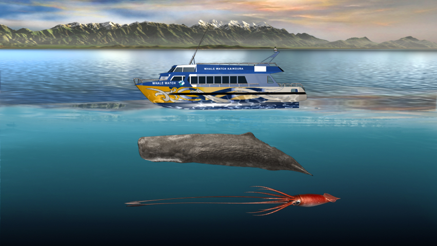 Size comparison between a sperm whale, giant squid &amp;amp;amp;amp;amp;amp;amp;amp;amp;amp;amp;amp;amp;amp;amp;amp;amp; whale watch vessel.