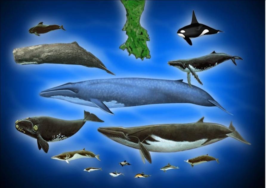 Сколько кит размер. МЕГАЛОДОН И синий кит. Размер кита. Самый большой синий кит. Самый большой кит Размеры.