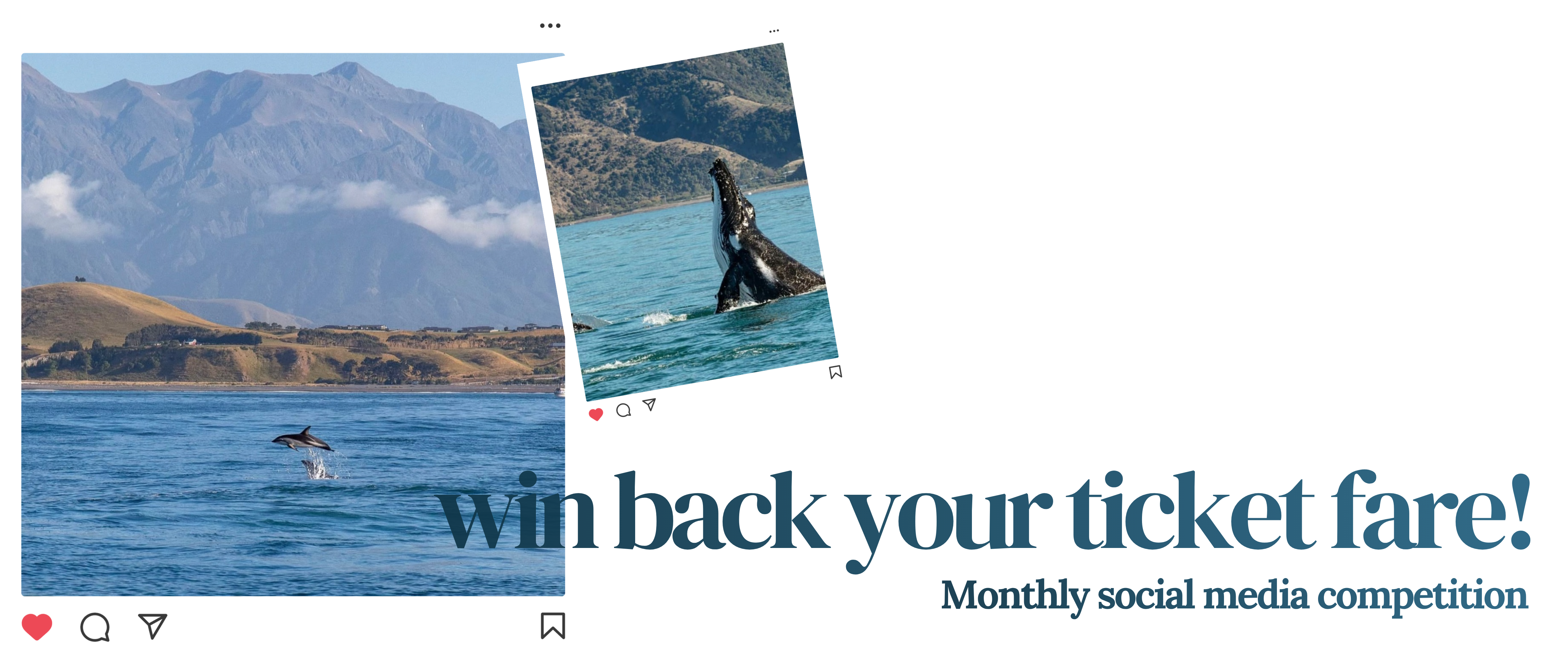 Win back your ticket fare - Whale Watch Instagram competition Win back your ticket fare - Whale Watch Instagram competition