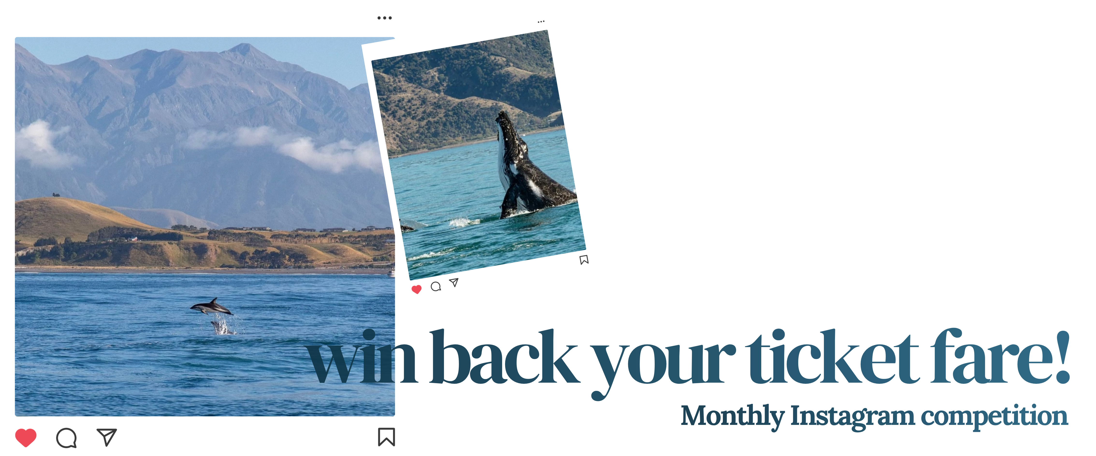 Win back your ticket fare - Whale Watch Instagram competition Win back your ticket fare - Whale Watch Instagram competition